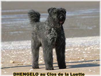  Bouvier des Flandres expositions tous primés